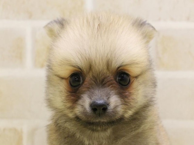 神奈川県のハーフ犬 (ペッツワン三浦店/2024年3月25日生まれ/女の子/オレンジ)の子犬